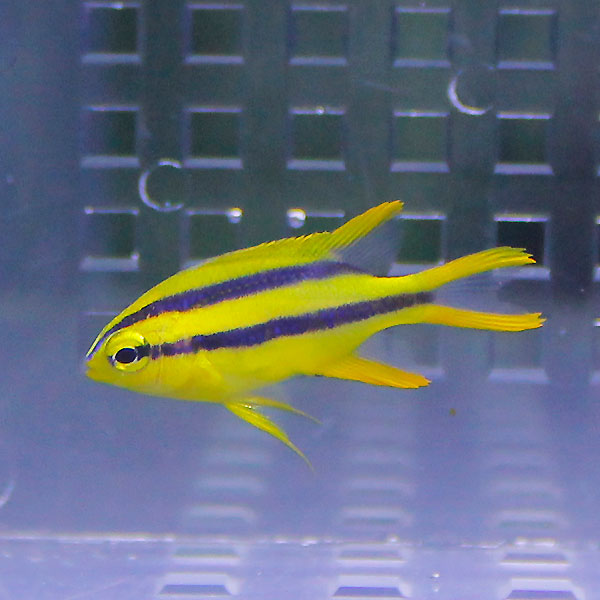 ヒレナガスズメ 2-4cm±! 海水魚 スズメダイ 餌付け 15時までのご注文で当日発送(t117