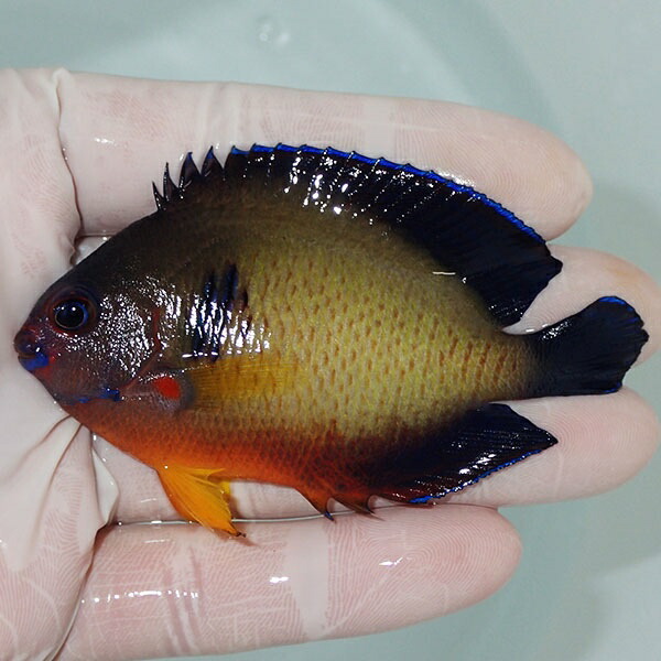 【現物2】ルリヤッコ 色彩個体 7.5cm! 海水魚 ヤッコ 15時までのご注文で当日発送(t111(t207