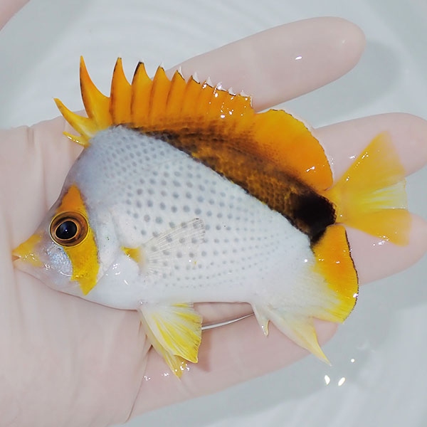 【現物2】粒エサOK マルケサスバタフライ 10cm±! 海水魚 チョウチョウウオ 15時までのご注文で当日発送(t114(t207