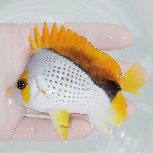 【現物3】粒エサOK マルケサスバタフライ 9.5cm±!  海水魚 チョウチョウウオ 15時までのご注文で当日発送(t114(t207