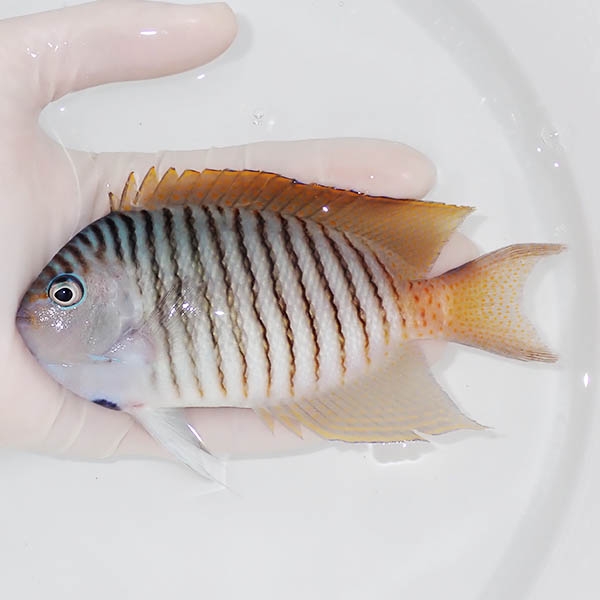 【現物2】 ヤイトヤッコ ♂  14.5cm± ! 海水魚 ヤッコ 15時までのご注文で当日発送(t111(t207