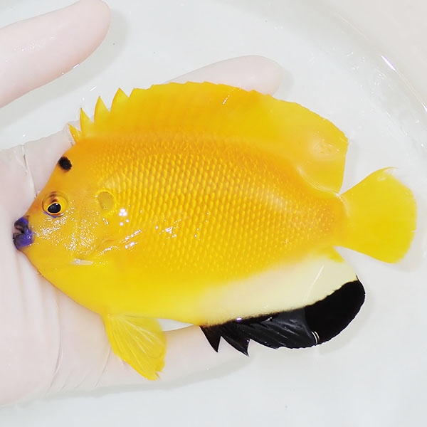 【現物1】シテンヤッコ 13cm±!海水魚 ヤッコ 15時までのご注文で当日発送 (t111(t207