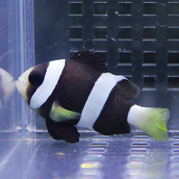 クロクマノミ  !海水魚 クマノミ 15時までのご注文で当日発送(t115