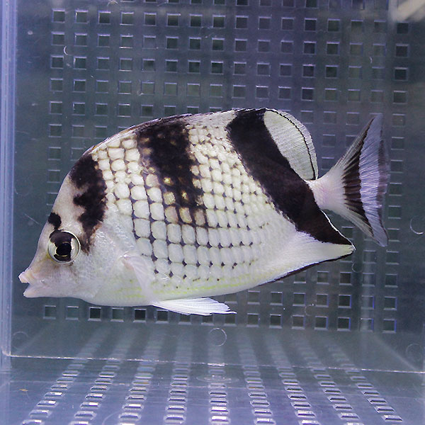 カガミチョウ 6-8cm± ! 海水魚チョウチョウウオ 15時までのご注文で当日発送(t114