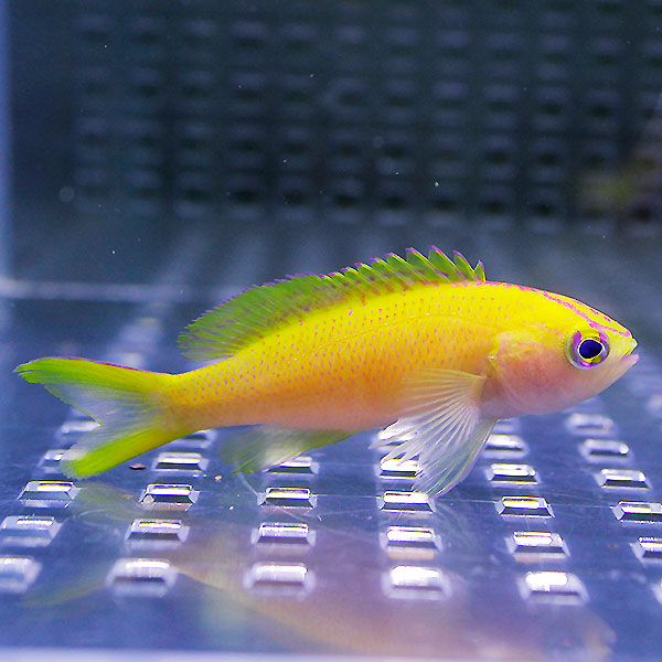 コウリンハナダイ ! 海水魚 ハナダイ 15時までのご注文で当日発送【ハナダイ】(t118