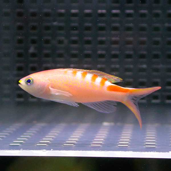 タイガークィーン 3匹 海水魚 ハナダイ!  15時までのご注文で当日発送(t118