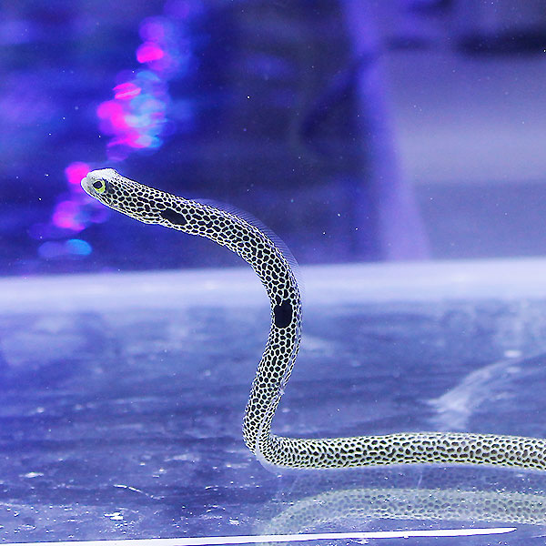 チンアナゴ 3匹 ! 海水魚 アナゴ 15時までのご注文で当日発送【PHセール対象】(t231