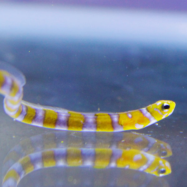 ニシキアナゴ !海水魚 アナゴ 【アナゴ】(t231