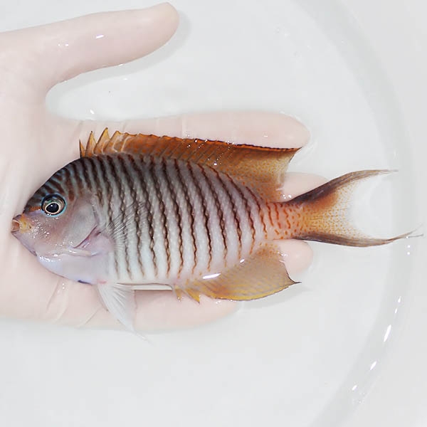 【現物3】 ヤイトヤッコ ♂  14.5cm± ! 海水魚 ヤッコ 15時までのご注文で当日発送(t111(t207