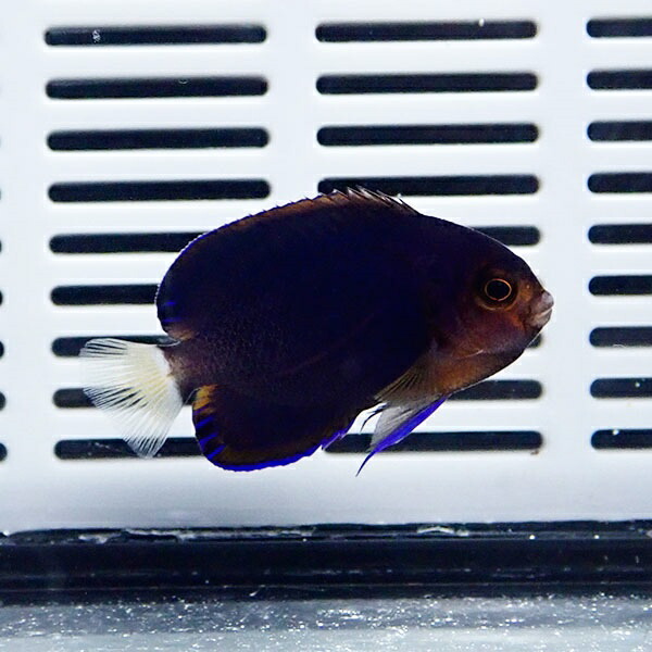 チャイロヤッコ 4-6cm± !海水魚 ヤッコ  15時までのご注文で当日発送(t111