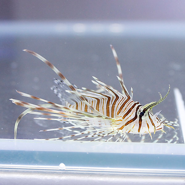 ハナミノカサゴ 5-7cm±  !海水魚 カサゴ 15時までのご注文で当日発送【カサゴ】