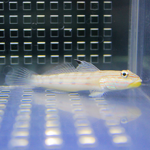 サザナミハゼ 4-6cm±! 海水魚 ハゼ 15時までのご注文で当日発送(t121
