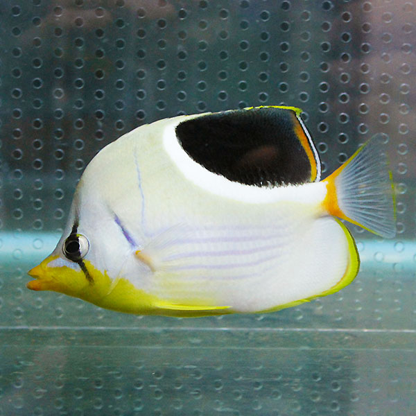 セグロチョウ 8-10cm±! 海水魚 チョウチョウウオ 15時までのご注文で当日発送(t114