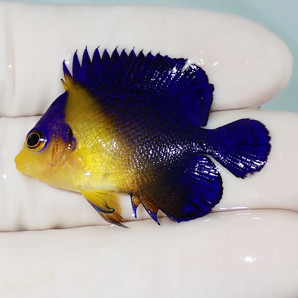 【現物23】スミレヤッコ 4cm±! 海水魚 ヤッコ 15時までのご注文で当日発送(t111