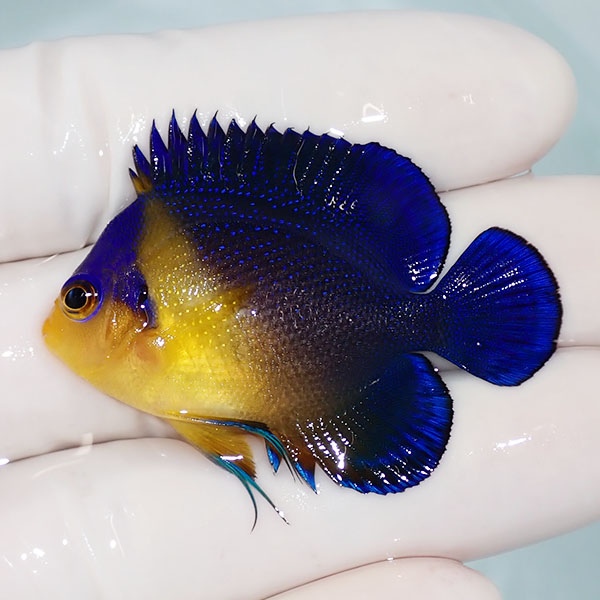 【現物31】sale スミレヤッコ 4.7cm±! 海水魚 ヤッコ 15時までのご注文で当日発送(t111