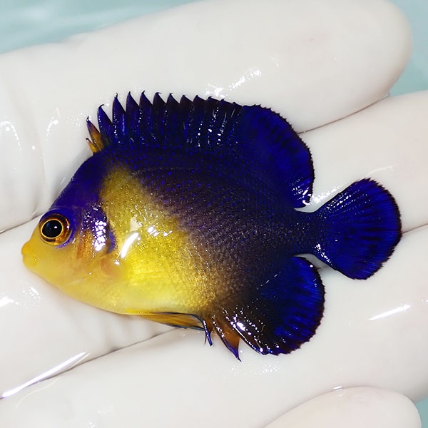 【現物32】sale スミレヤッコ 4cm±! 海水魚 ヤッコ 15時までのご注文で当日発送(t111