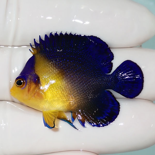 【現物33】sale スミレヤッコ 4.2cm±! 海水魚 ヤッコ 15時までのご注文で当日発送(t111