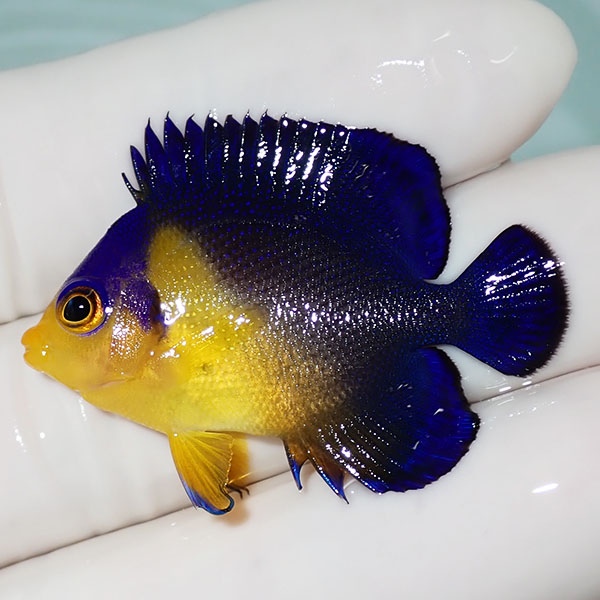【現物34】sale スミレヤッコ 4cm±! 海水魚 ヤッコ 15時までのご注文で当日発送(t111