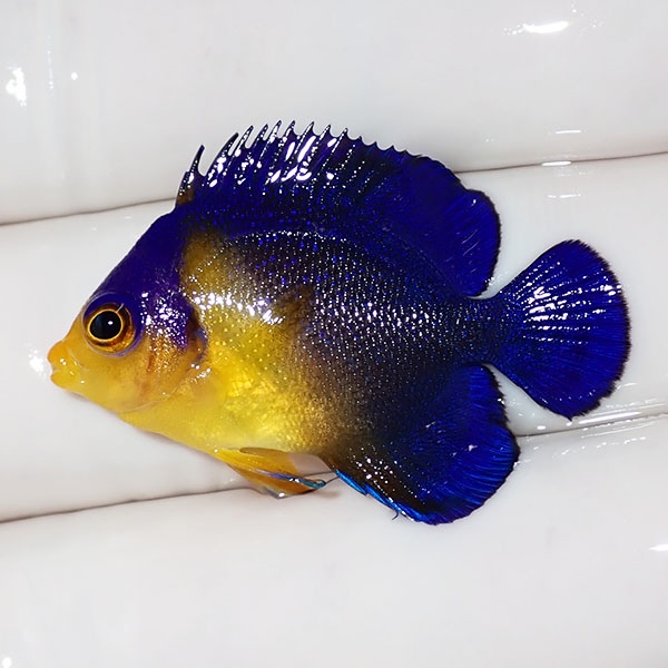 【現物35】sale スミレヤッコ 3.2cm±! 海水魚 ヤッコ 15時までのご注文で当日発送(t111