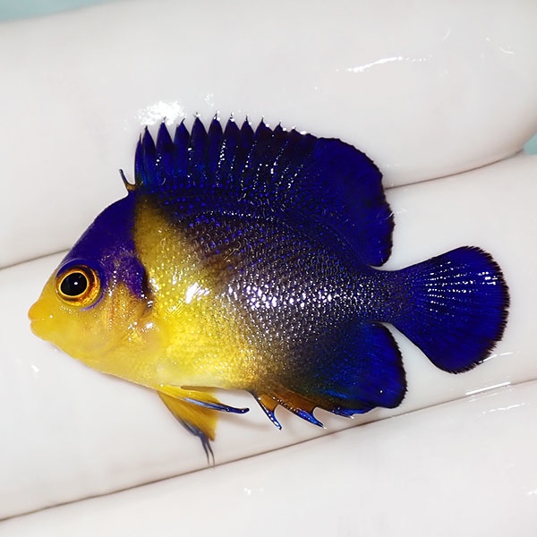 【現物36】sale スミレヤッコ 3.3cm±! 海水魚 ヤッコ 15時までのご注文で当日発送(t111
