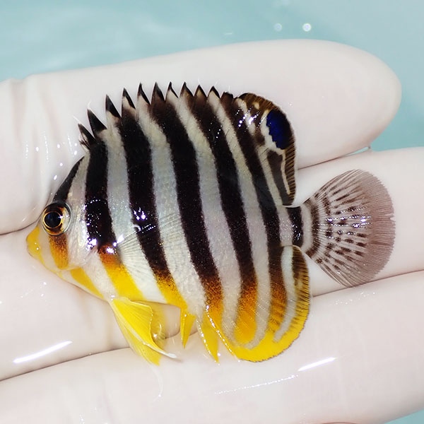 【現物25】シマヤッコ 4.5cm±! 海水魚 生体 15時までのご注文で当日発送(t111(t207