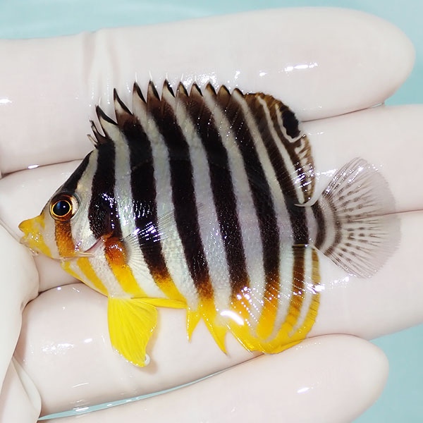 【現物26】シマヤッコ 5.5cm±! 海水魚 生体 15時までのご注文で当日発送(t111(t207