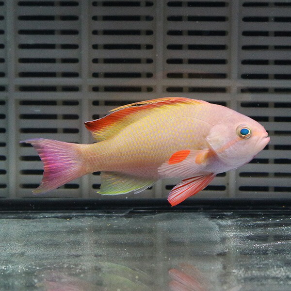 キンギョハナダイ オス 1匹 6-8cm±海水魚 ハナダイ【餌付け】15時までのご注文で当日発送(t118