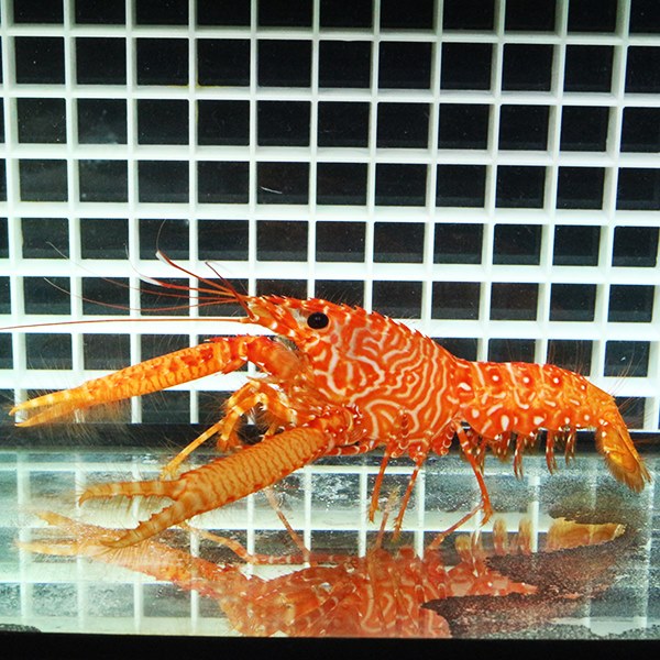 サザナミショウグンエビ　10～11cm! 海水魚 エビ 15時までのご注文で当日発送(t129