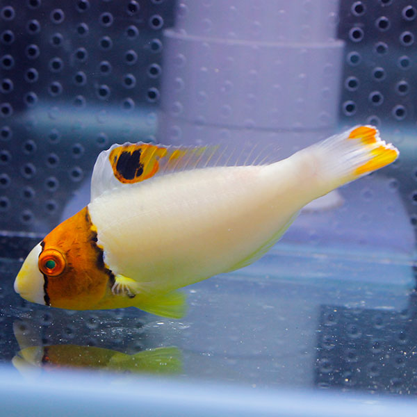 イロブダイ 7-9cm !海水魚 ブダイ15時までのご注文で当日発送【ブダイ】