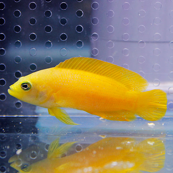 イエロードティーバック 6-8cm !海水魚 メギス15時までのご注文で当日発送(t120