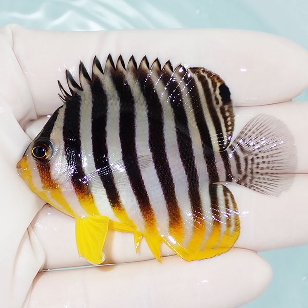 【現物29】シマヤッコ 6.5cm±! 海水魚 生体 15時までのご注文で当日発送(t111(t207