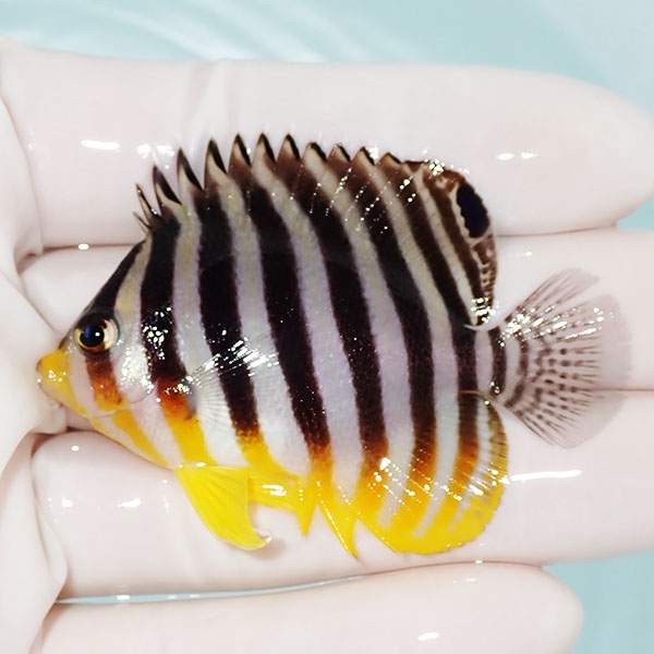 【現物30】シマヤッコ 6cm±! 海水魚 生体 15時までのご注文で当日発送(t111(t207