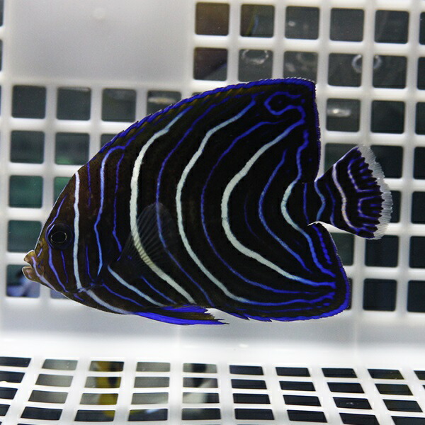 サザナミヤッコ 8-10cm± ! 海水魚 ヤッコ 餌付け 15時までのご注文で当日発送(t111