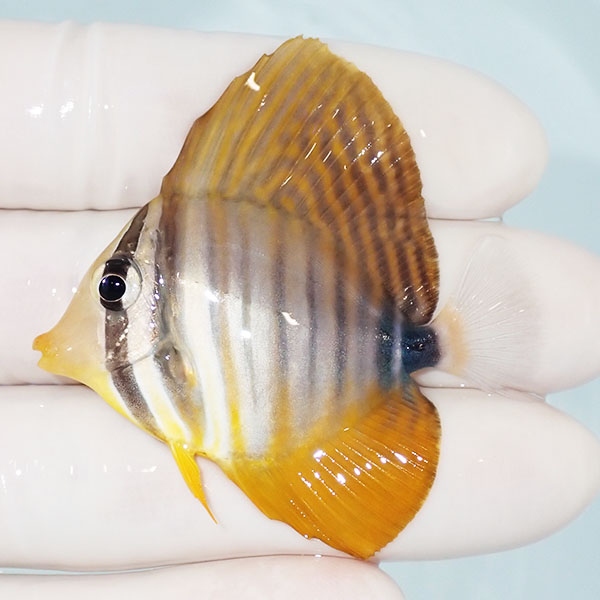 【現物9】スレ有り 粒エサOK インディアンセルフィンタン 5cm±! 海水魚 ハギ !15時までのご注文で当日発送【ハギ】(t119(t207