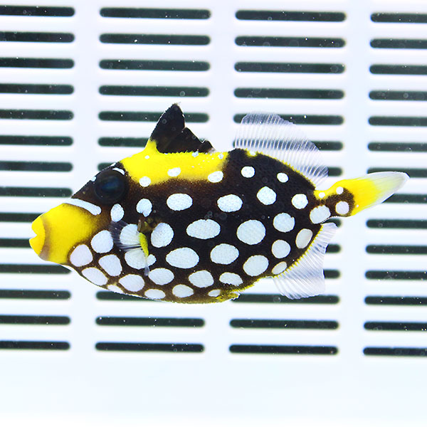 モンガラカワハギ M 7-9cm±! 海水魚 ハギ 餌付け 【ハギ】15時までのご注文で当日発送【ハギ】(t119