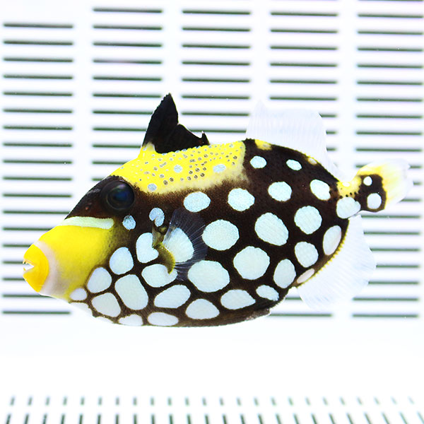 モンガラカワハギ S 5-7cm±! 海水魚 ハギ 餌付け【ハギ】15時までのご注文で当日発送【ハギ】(t119