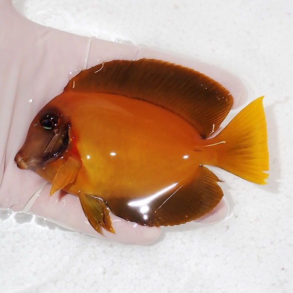 【現物2】クログチニザbig 11cm±! 海水魚 ハギ  15時までのご注文で当日発送(t119(t207