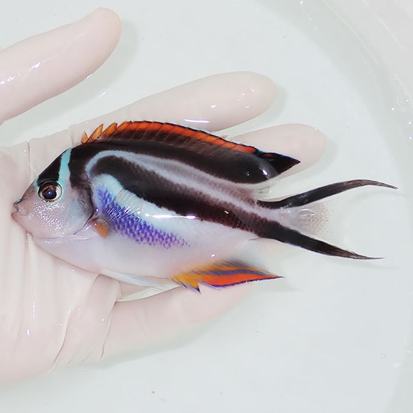 【現物2】ベルスエンゼル♀ （オーネイトエンゼル）11.5cm± !海水 生体 ヤッコ 15時までのご注文で当日発送(t111(t207