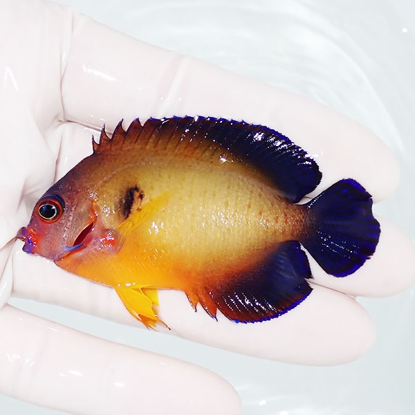 【現物】ルリヤッコ 7cm±!海水魚 ヤッコ 15時までのご注文で当日発送 (t111(t207