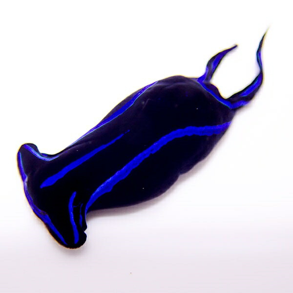アオスジツバメガイ （ヒラムシ除去）海水魚 ウミウシ!【15時までのご注文で当日発送】(t129