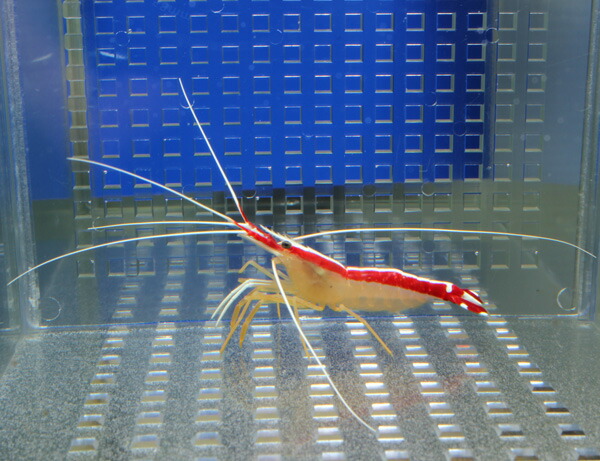 スカンクシュリンプ Lサイズ !海水魚 エビ【15時までのご注文で当日発送】(t129