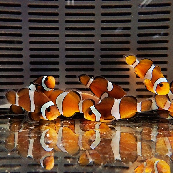 カクレクマノミブリード  3-4cm± 【1匹】 ! 海水魚 クマノミ 餌付け 15時までのご注文で当日発送(t115