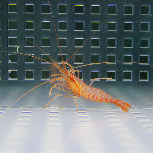 ペパーミントシュリンプ 3匹 4-5cm±! 海水魚 エビ カーリー対策【15時までのご注文で当日発送】(t129