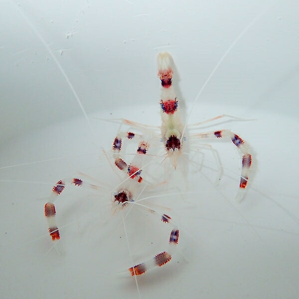 【サンプル】オトヒメエビ ペア !15時までのご注文で当日発送 海水魚(t129