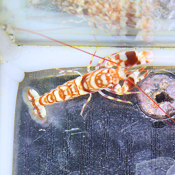 B品 ニシキテッポウエビ （1匹）! エビ ハゼ 共生 【15時までのご注文で当日発送】【エビ】(t129