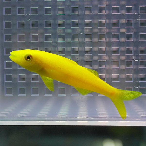 マルクチヒメジ 5-7cm± ! 海水魚 ヒメジ (t121