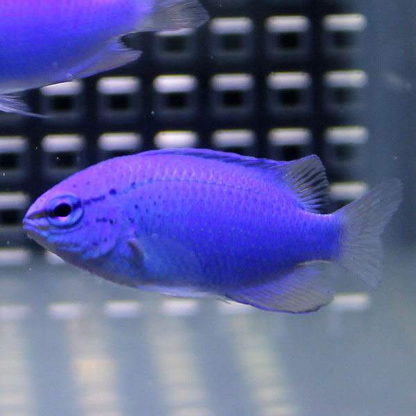 ルリスズメダイ 5匹セット ! 海水魚 スズメダイ !15時までのご注文で当日発送(t117