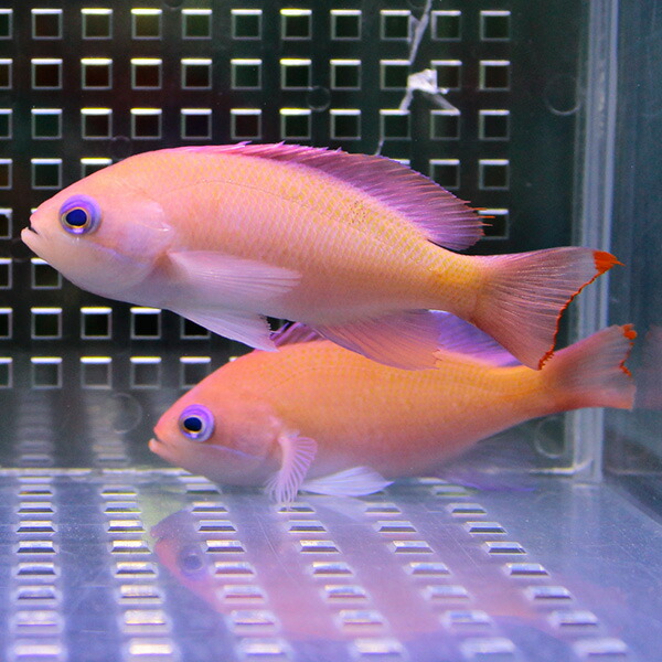 ケラマハナダイ 4-6cm±【1匹】!海水魚 ハナダイ 【餌付け】15時までのご注文で当日発送(t118