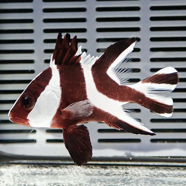 センネンダイ 5-7cm±! 海水魚 コショウダイ 餌付け 15時までのご注文で当日発送(t208