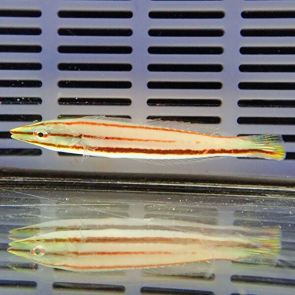 シロタスキベラ 5-7cm±! 海水魚 ベラ 15時までのご注文で当日発送【ベラ】(t118